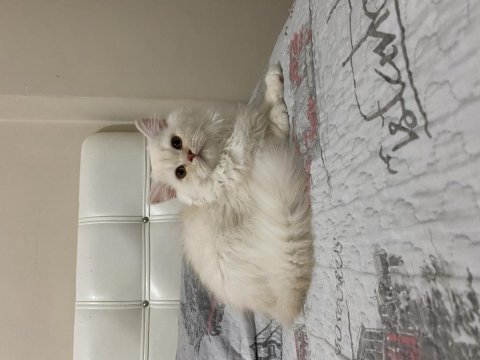 Gold beyaz chinchilla yavrularımız