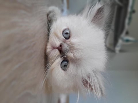 Exotic shorthair dişi ve erkek yavrular