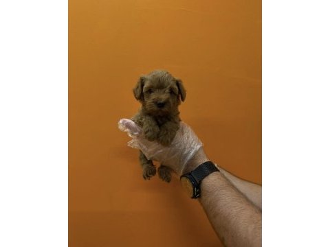 Teacup maltipoo yavrularımız