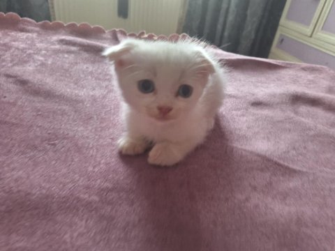 Scottish fold ve straight yavrular hazır