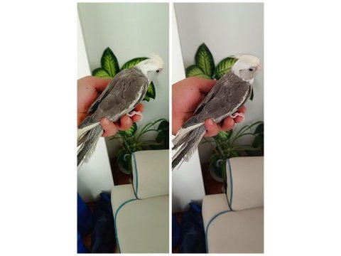 3 aylık wf erkek olduğu garanti renk güzeli sultan