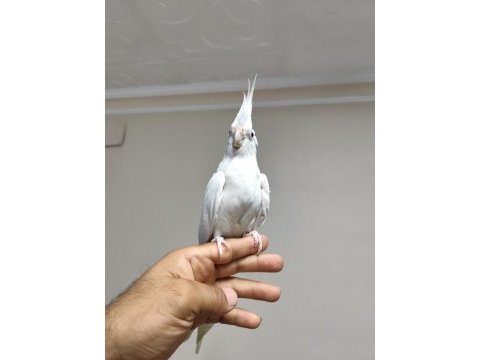 Ele kola alışık sultan papağanı