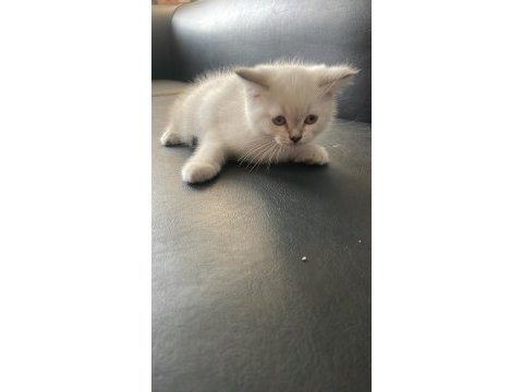 Safkan yavru kedicikler