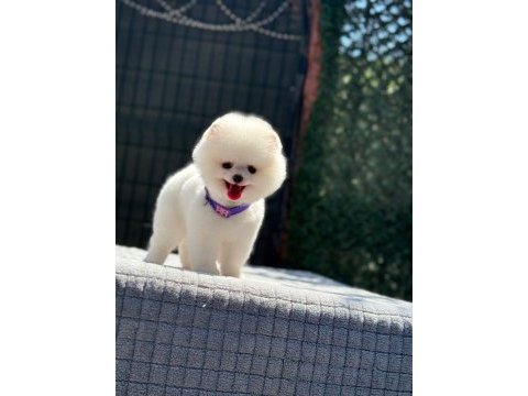 Enerjik oyun dostu pomeranian
