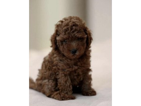 Toy poodle yavru köpekler
