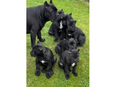 Korumacı cane corso yavrular