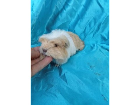 En güzel coronet guinea pig yavrular
