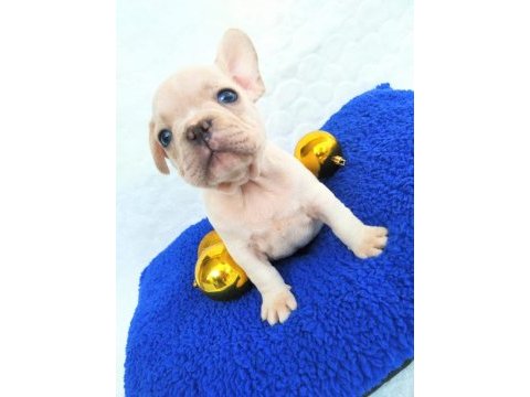 Güzeller güzeli french bulldog kızımız