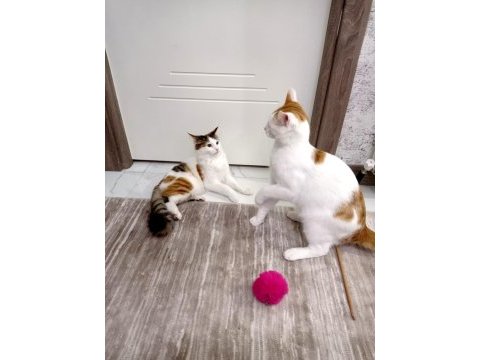 6 aylık kedimiz tuvalet alışkanlığı var