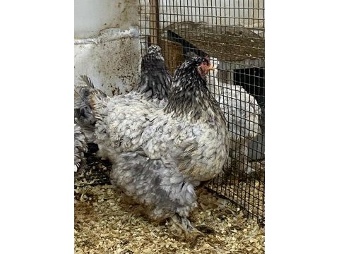 Blue modled brahma kuluçkalık yumurta & civciv