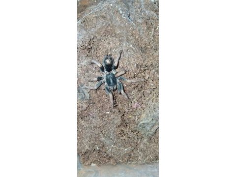 Adult dişi kochiana brunnipes