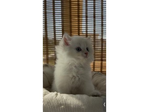 British longhair yavru sahiplendirme