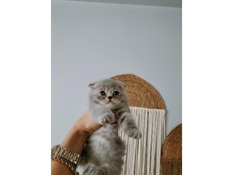 Mükemmel scottish fold bebeklerim
