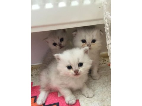 3 aylık erkek chinchilla bebekler