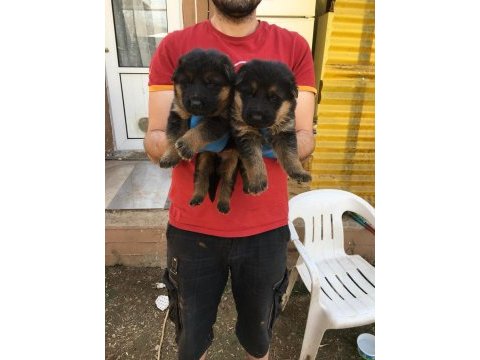Üst kalite alman kurdu yavruları