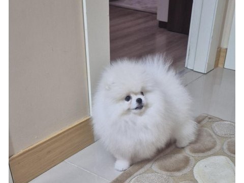 Üst kalite pomeranian boo erkek