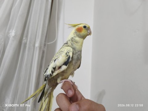 5 aylık sultan papağanı sahibinden