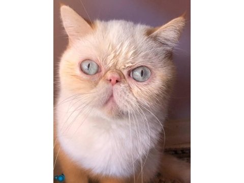 Yavrularımız veteriner bakımlıdır exotic shorthair