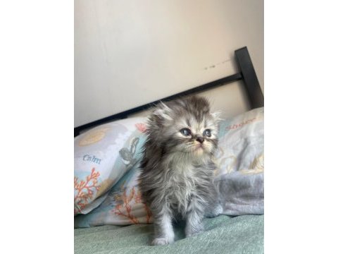 Yakışıklı black silver scottish fold