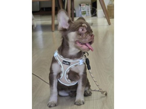 Rojo tan dişi french bulldog