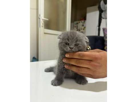 British shorthair gri ve beyaz yavru (dişi)