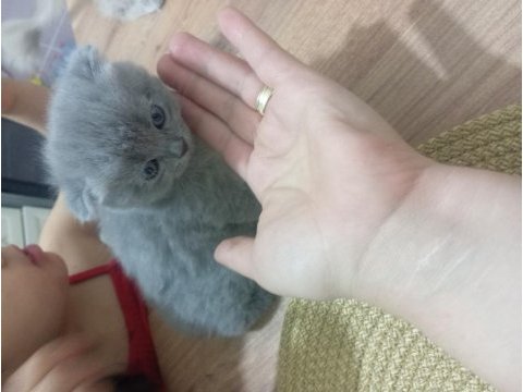 45 günlük scottish fold bebeklerim sahiplendirmeye hazır