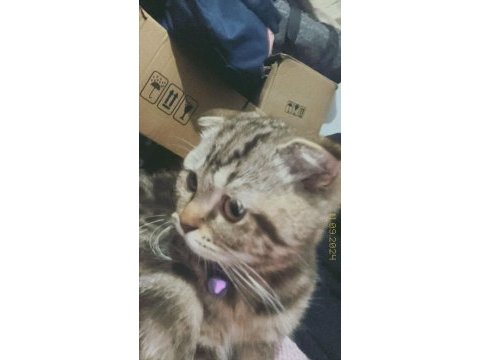 Henüz 70 günlük scottish fold tuvalet eğitimi var