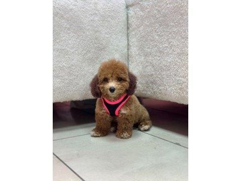 Tuvalet egıtımlı dısı poodle yavrumuz