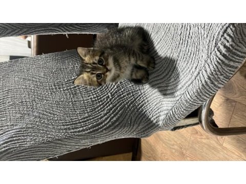British shorthair brown tabby