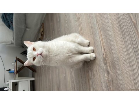Adım minik british longhair