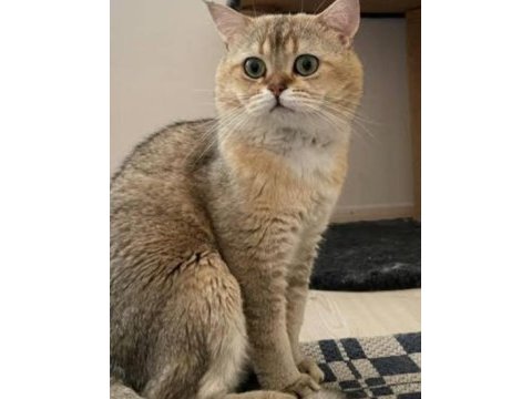 Golden shaded ny11 british shorthair
