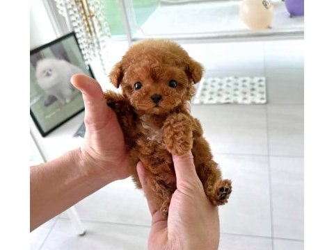Orijinal kore yavrular türkiyede tek poodle