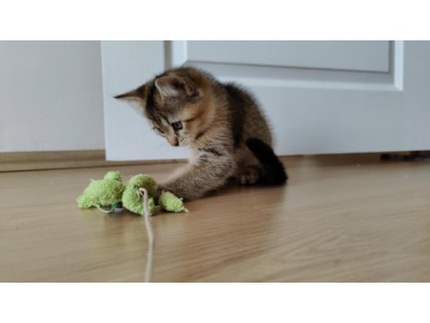 3 aylık british shorthair erkek black gold