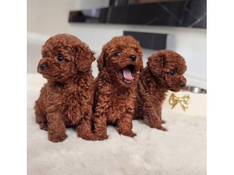 Kilogram garantili rusya kan hattından toy poodle yavrular