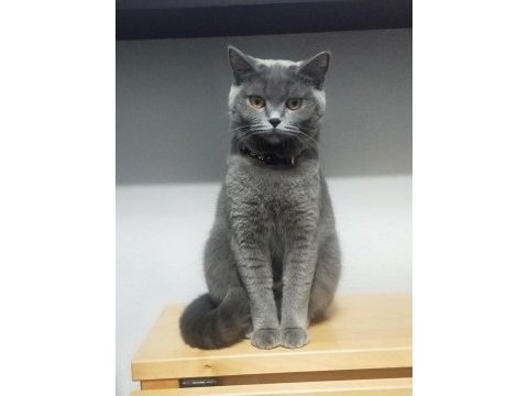Yetişkin british shorthair dişimizi sahiplendirmek istiyoruz
