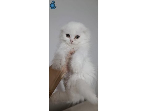 Scottish fold kedimiz