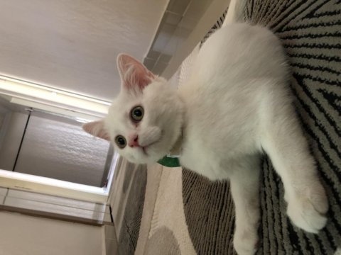 Pamuk aşırı uysal british shorthair