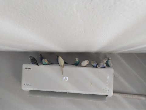 Muhabbet kuşu yavrularımıza yeni yuva