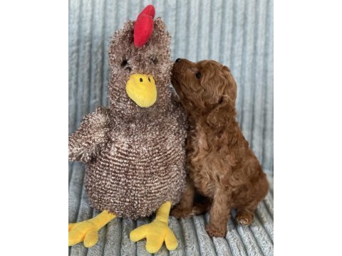 Eşsiz güzellikte toy poodle yavrumuz