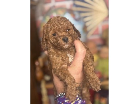 Mini boy red toy poodle kızımız