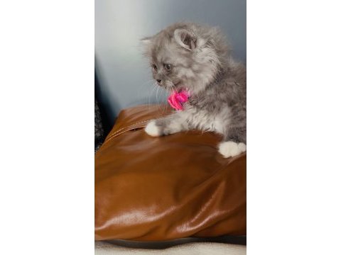 British longhair 2 aylık