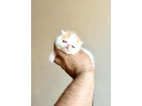 Şampiyon ödüllü exotic shorthair babanın snoopy oğlu