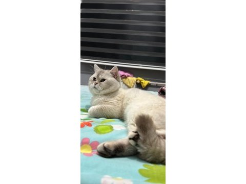 2 yaş erkek british shorthair sahiplendirilecektir