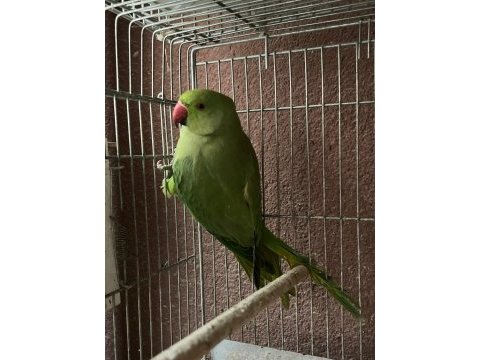 Pakistan papağanı kuşumuz