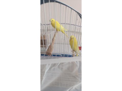 Çift yavru veren muhabbet kuşları
