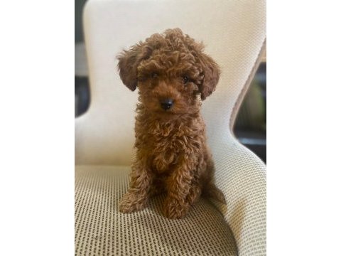 Toy poodle yavrularımız ömürlük aileleri bekliyor