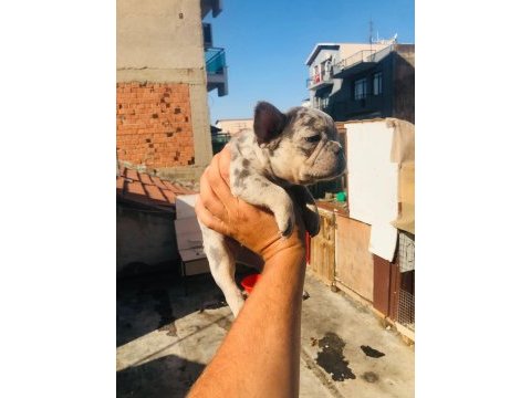 French bulldog köpeği