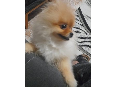 Oğluma benim kadar iyi bakabilecek birini arıyorum köpeğime