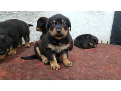 Rottweiler yavruları ırk garantilidir