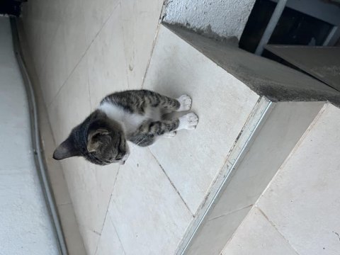 Ücretsiz tekir sahiplendirme